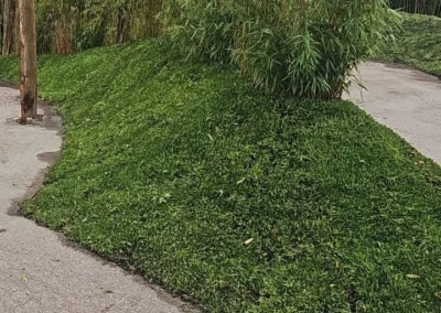 Sedum als bodembedekker in Almere (60m2)