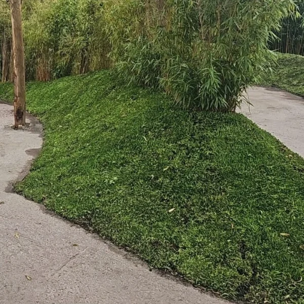 Sedum als bodembedekker in Almere (60m2)