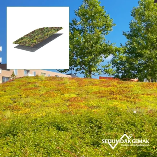 Sedum bodembedekker pakket hellend