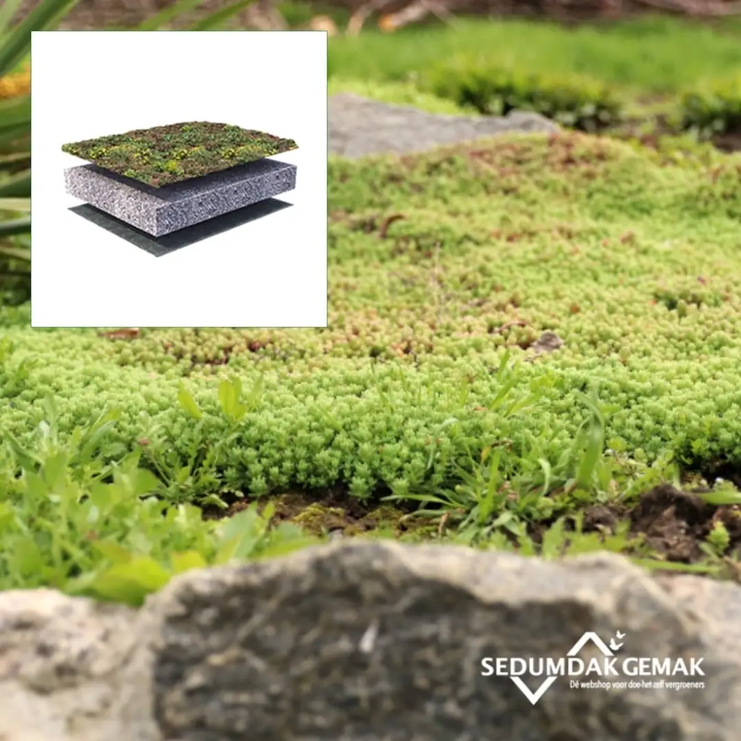 Sedum bodembedekker pakket Sedum bodembedekker pakket