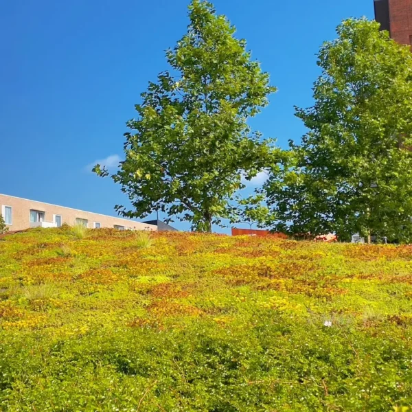 Sedum bodembedekking hellend