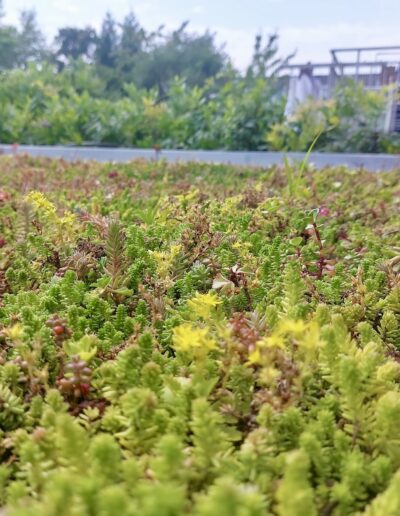 Resultaat week na aanleg