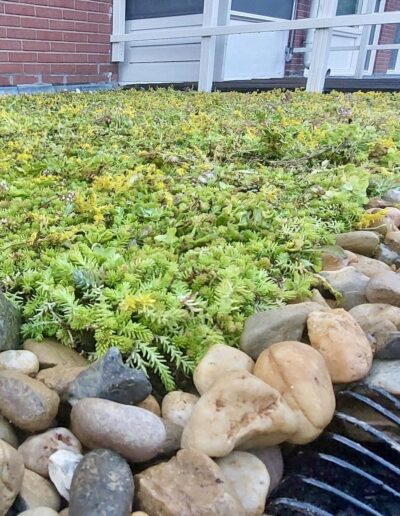 Resultaat week na aanleg