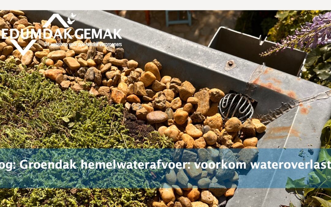 Groendak hemelwaterafvoer: voorkom wateroverlast!