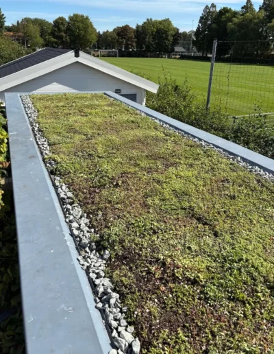 Sedumdak met olivijn grindrand