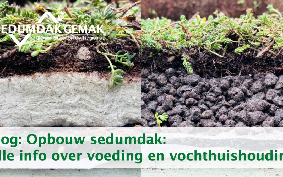 Opbouw sedumdak: alle info over voeding en vochthuishouding