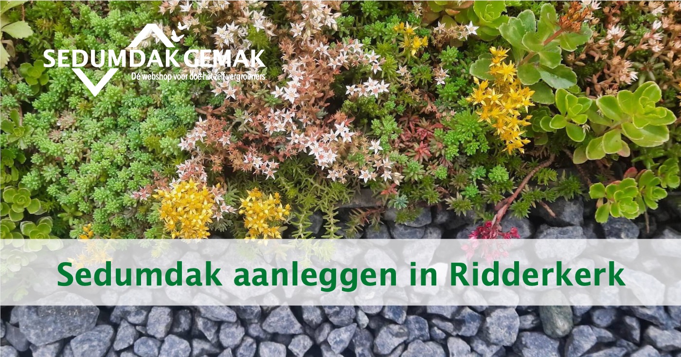 Sedumdak Ridderkerk zelf aanleggen? – Zo pak je het aan!
