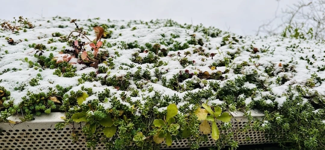 Sneeuwbelasting sedumdak