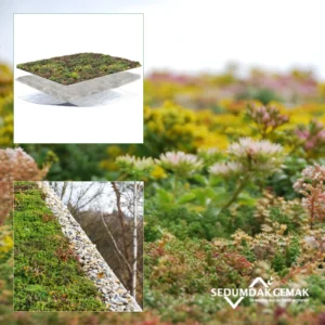 lichtgewicht sedumpakket met grind