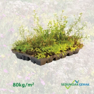 Kruiden Sedumcassette per stuk