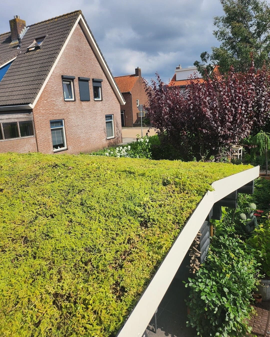 Sedum op schuin dak in Breda