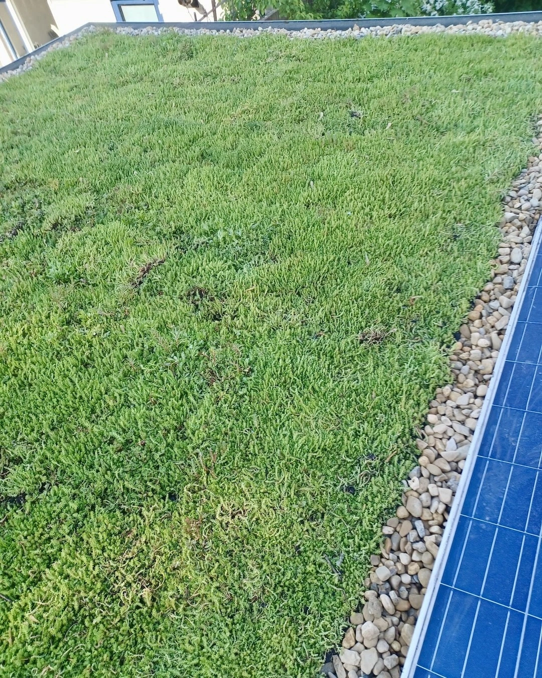 Sedumdak i.c.m. zonnepanelen in Harderwijk