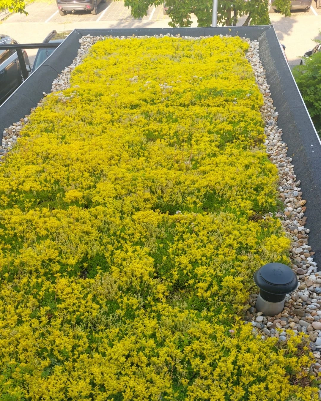 Sedumdak op aanbouw in Numansdorp