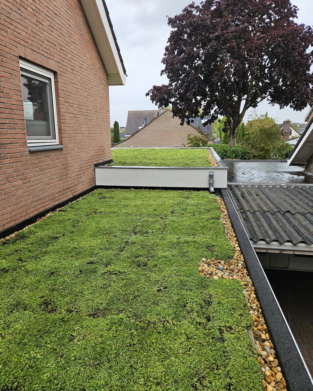Sedumdak op garage in Den Bosch met lichtgewicht sedumpluspakket