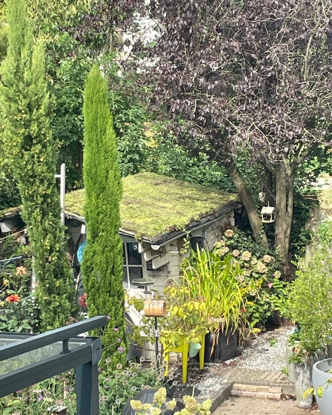 Sedumdak op schuur in Den Bosch