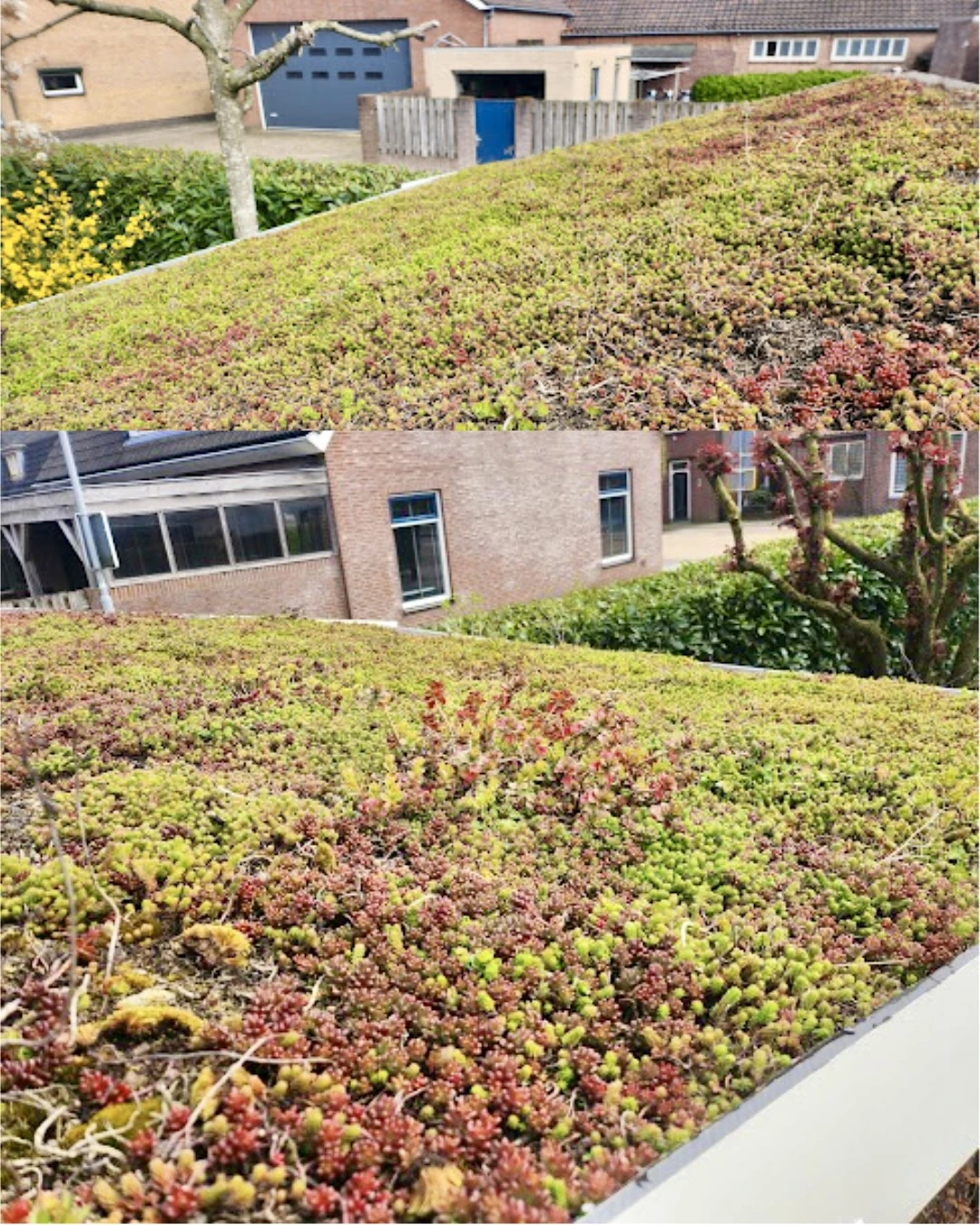 Sedumdak op tuinhuis in Breda na 1 jaar