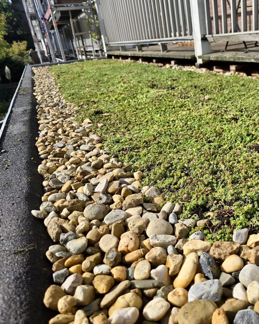 Sedumdak op uitbouw in Amsterdam met lichtgewicht sedumpakket