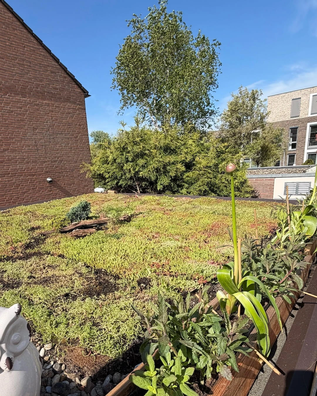 Kruiden Sedumdak op een overkapping in Huizen (10m²)