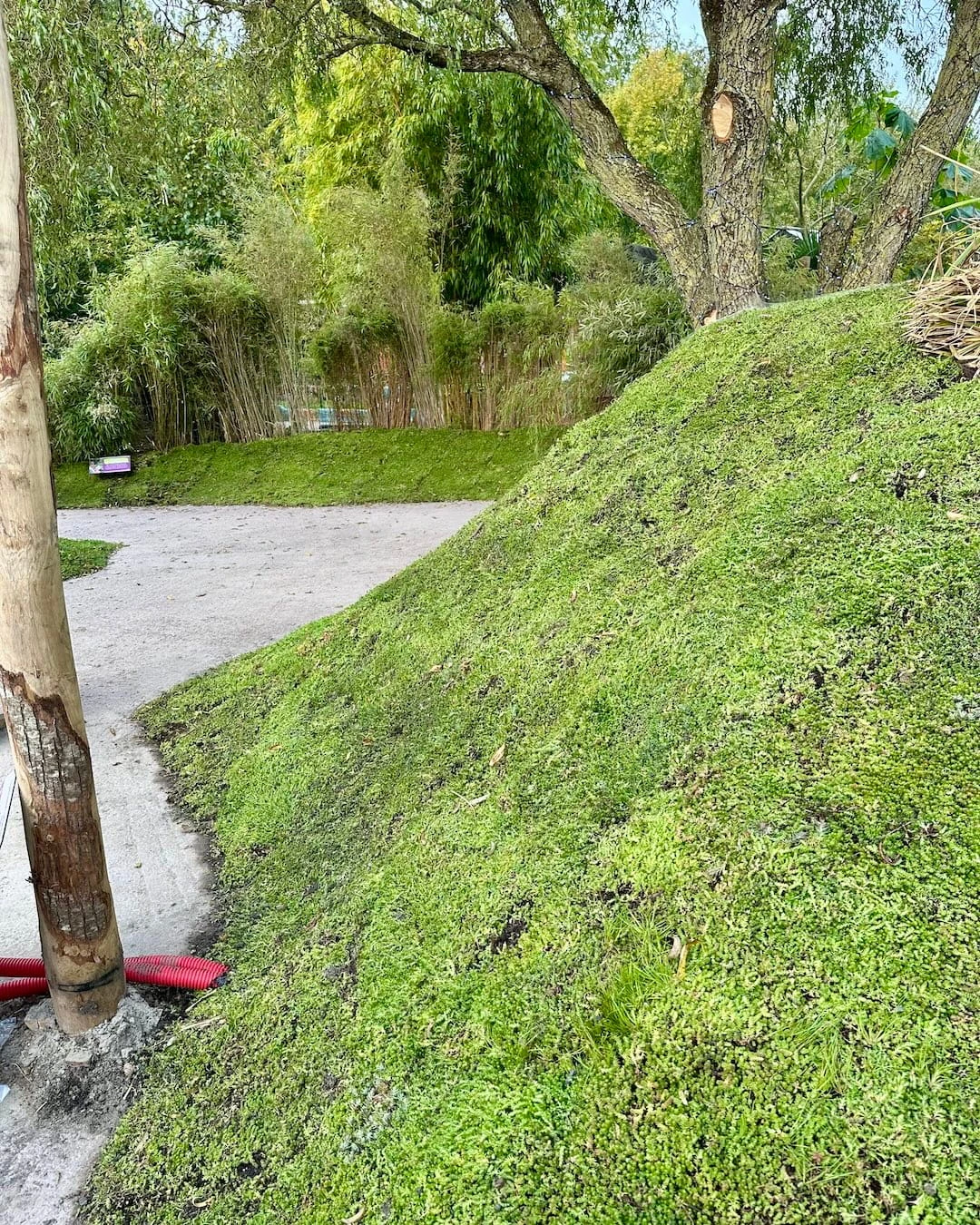 Sedum als bodembedekker in Almere (60m2)