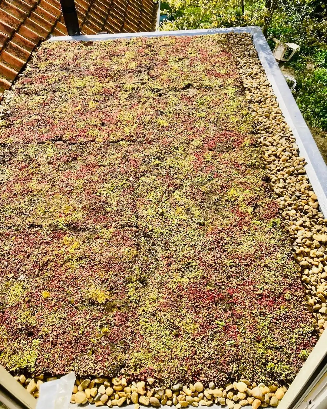 Sedumdak op aanbouw in Bennekom (9m2)