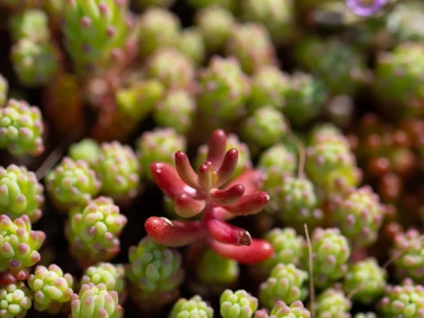Sedum album