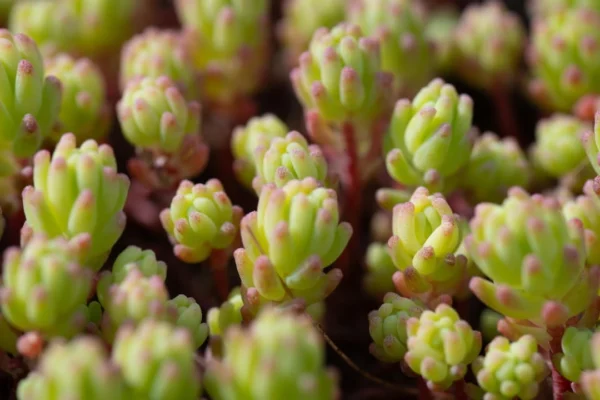 Sedum album
