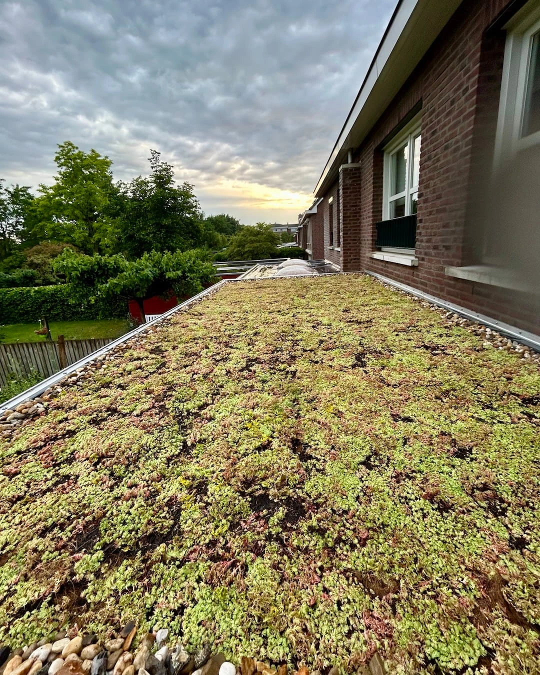 Sedumdak op uitbouw in Zutphen (14m2)