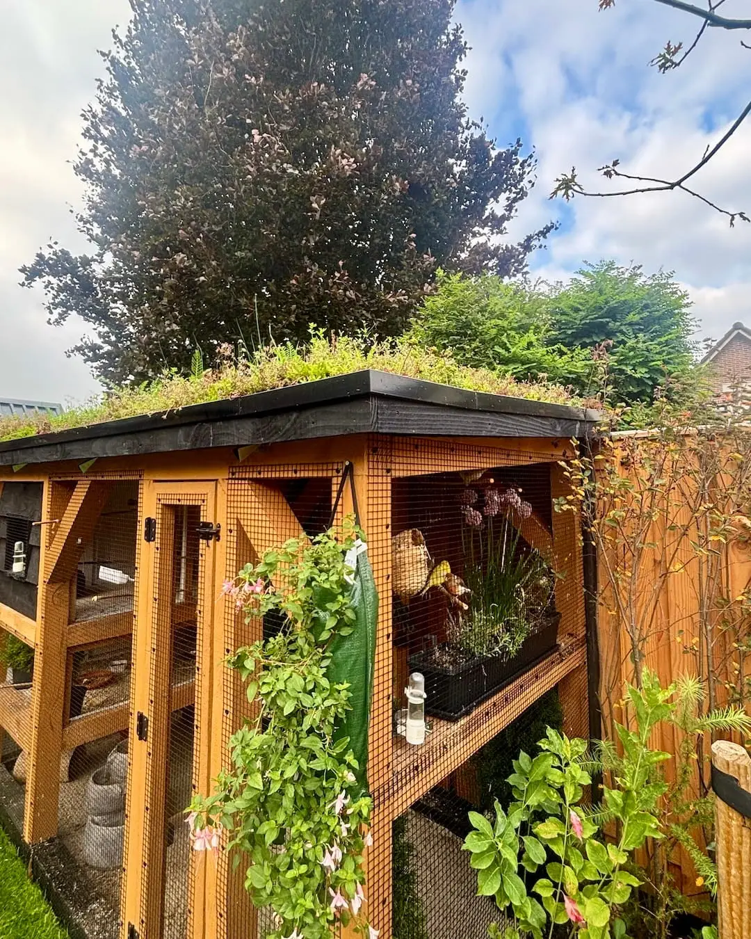 Kruiden Sedumdak op volière in Uffelte (6m²)