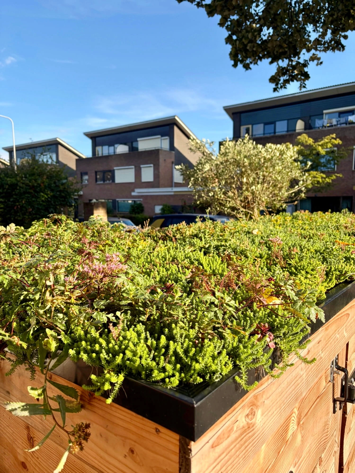 Sedumdak op klikokast in Meppel (6m²)
