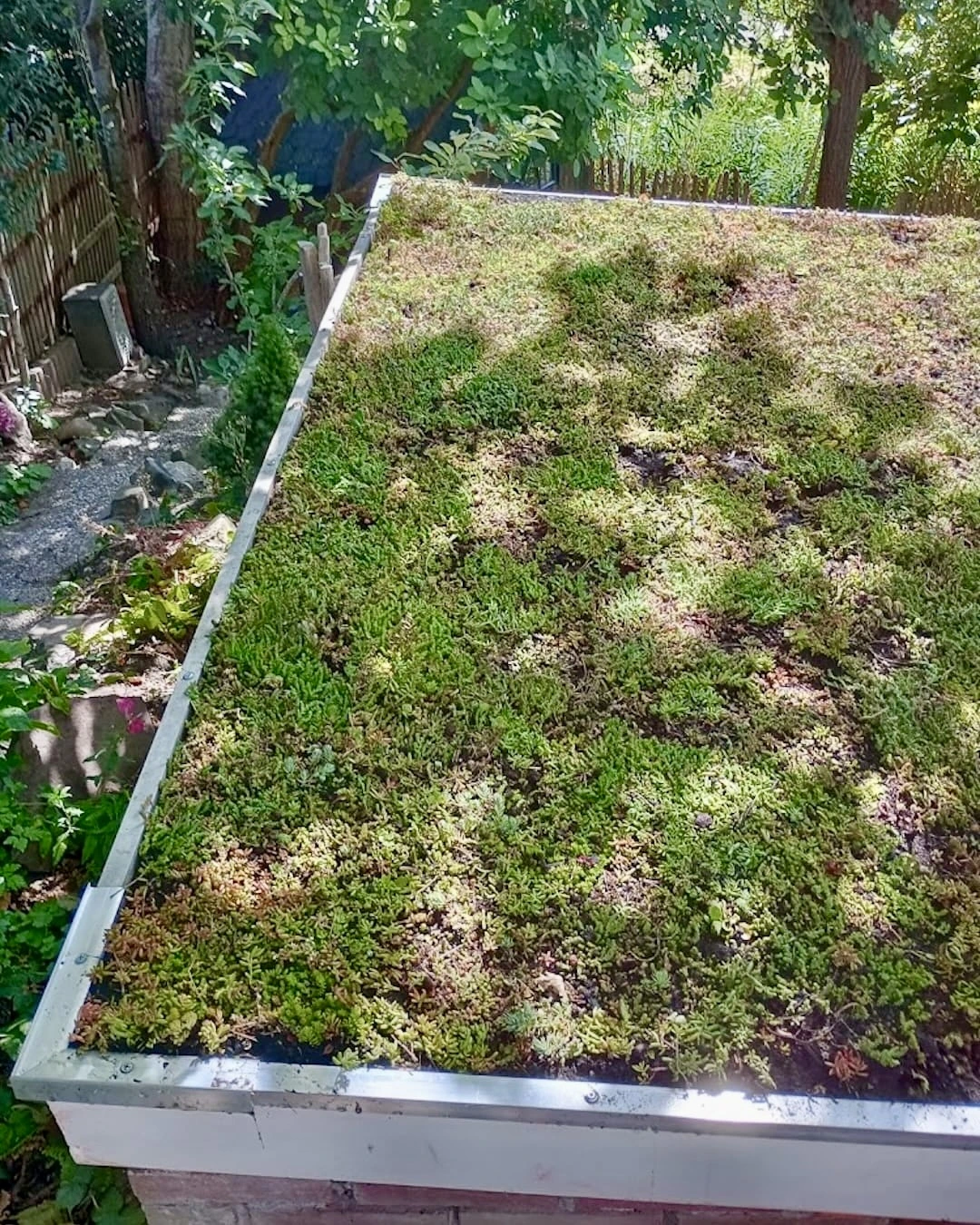 Sedumdak op schuur in Hoofddorp (6 m²)