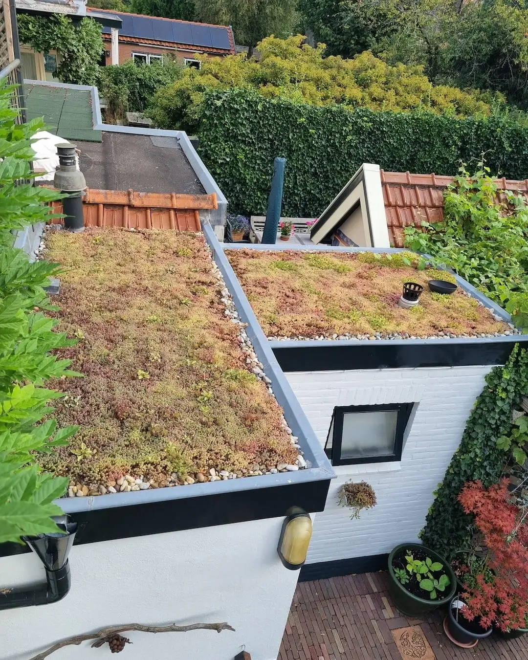 Sedumstek in Bussum goed aangeslagen op sedumdak