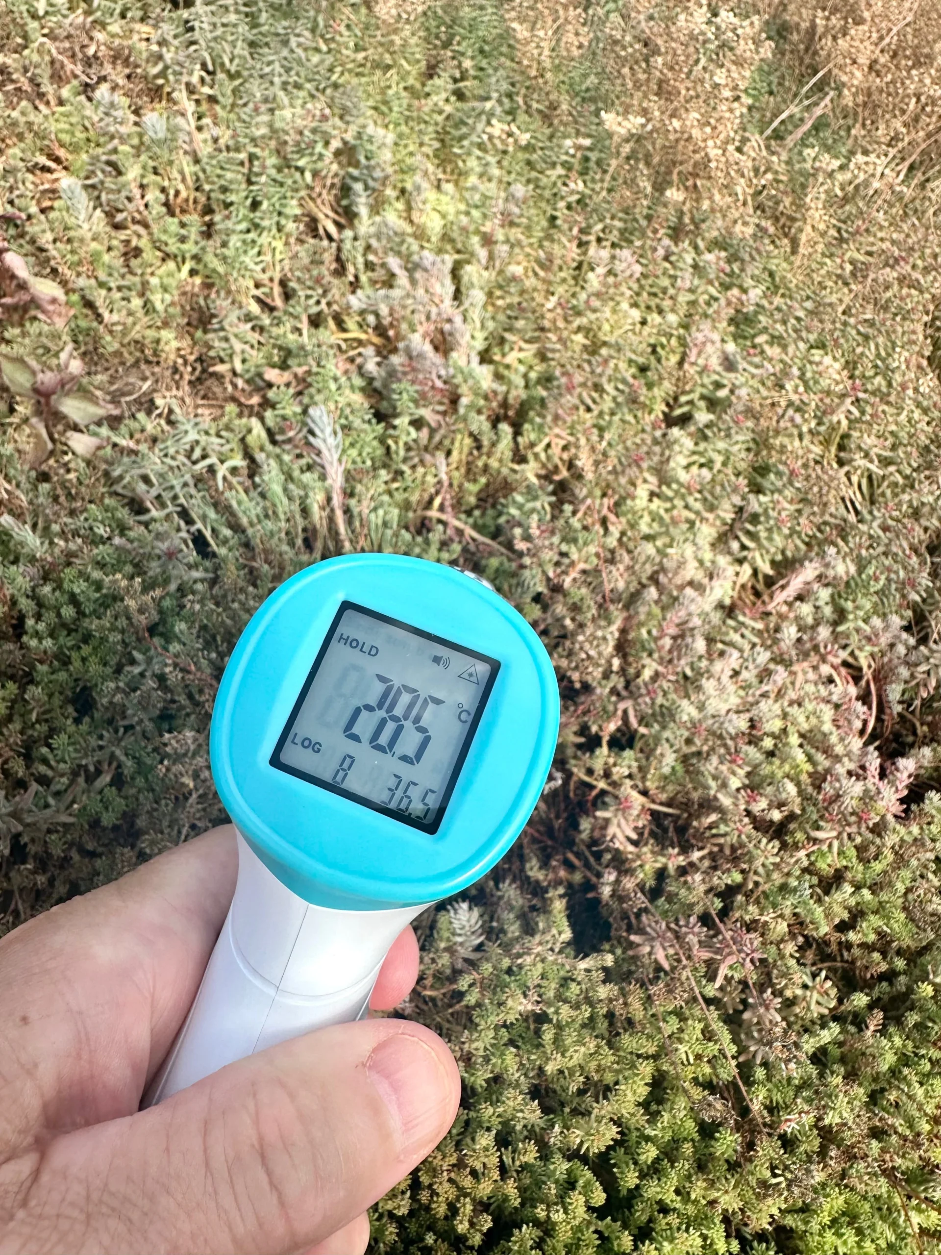 Temperatuur sedum op een zomerse dag