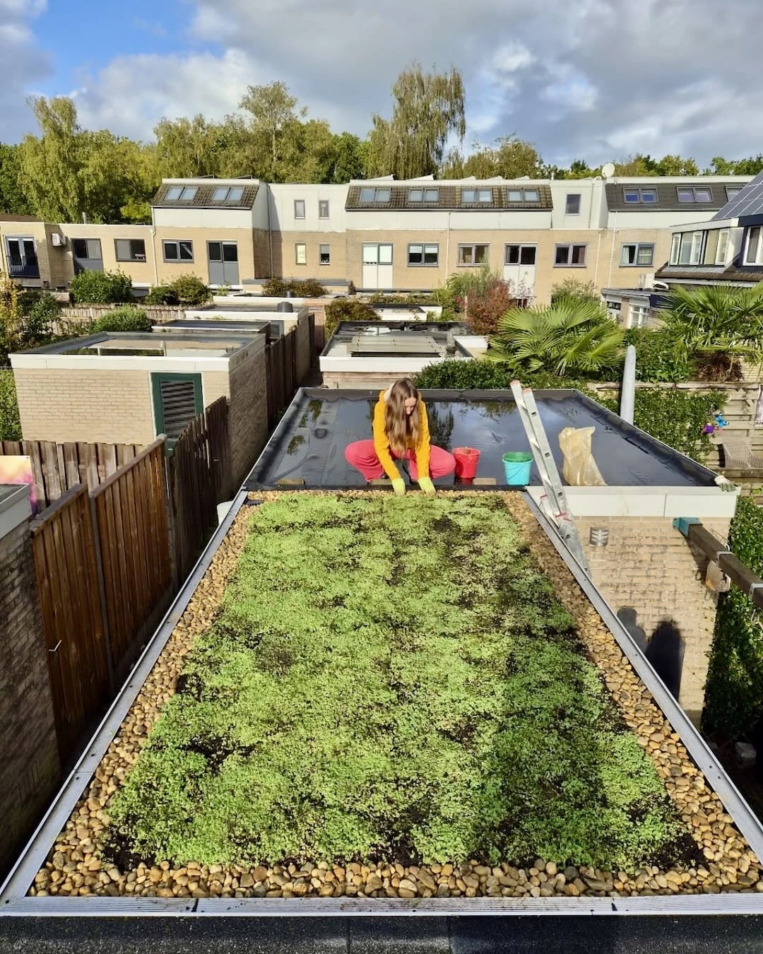 Sedumdak op schuur in Amersfoort (6 m²)